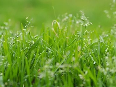 【力美新材料】杜邦大手筆投資生物基塑料！